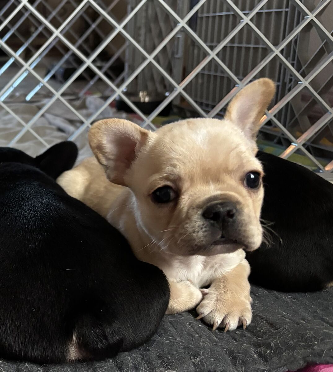 AKC French Bulldogs