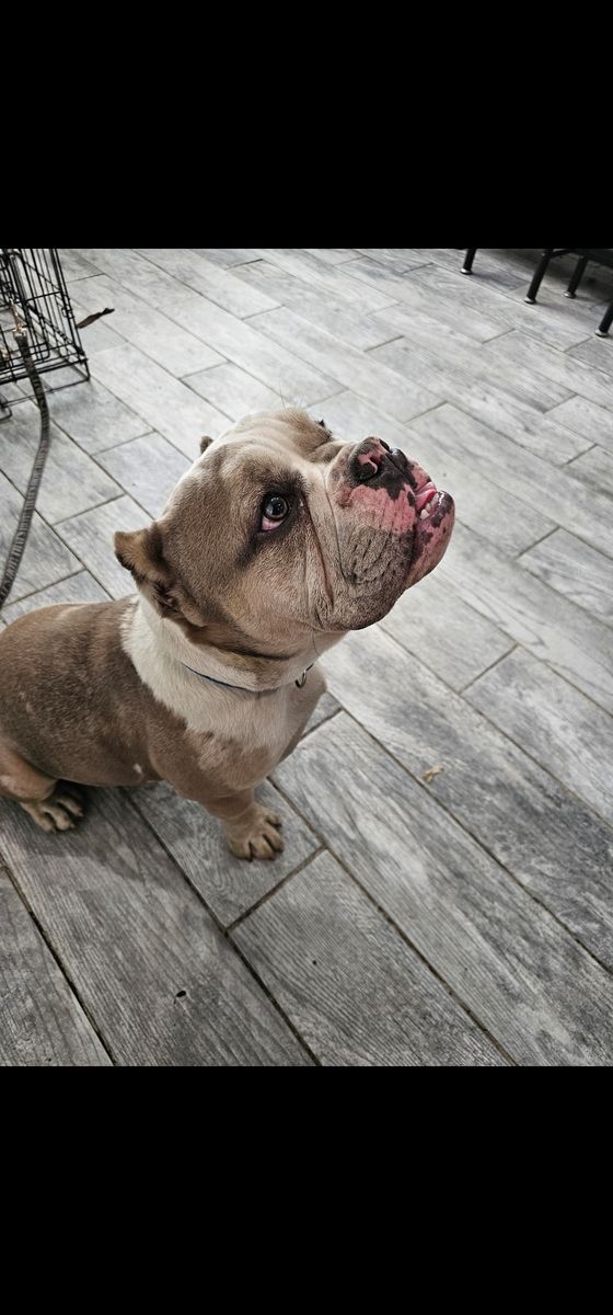 American bully