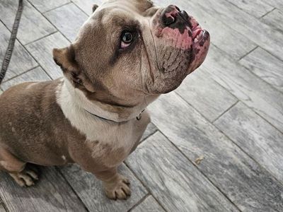 American bully