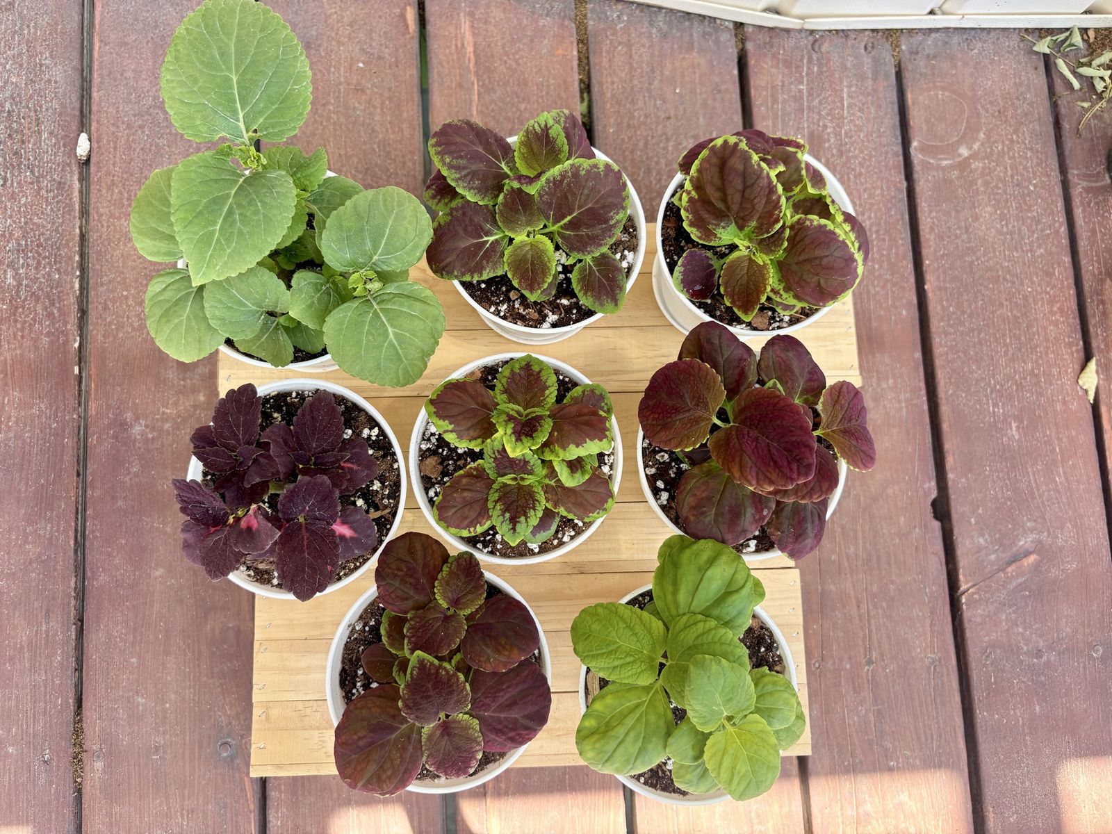 Variety of Coleus Plants - Live Tropical Foliage for Indoors or Outdoors
