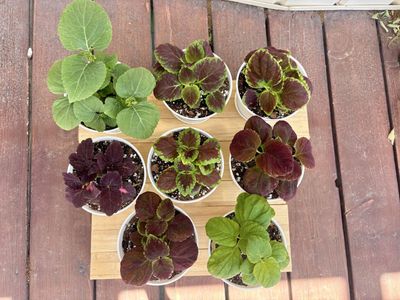 Variety of Coleus Plants - Live Tropical Foliage for Indoors or Outdoors