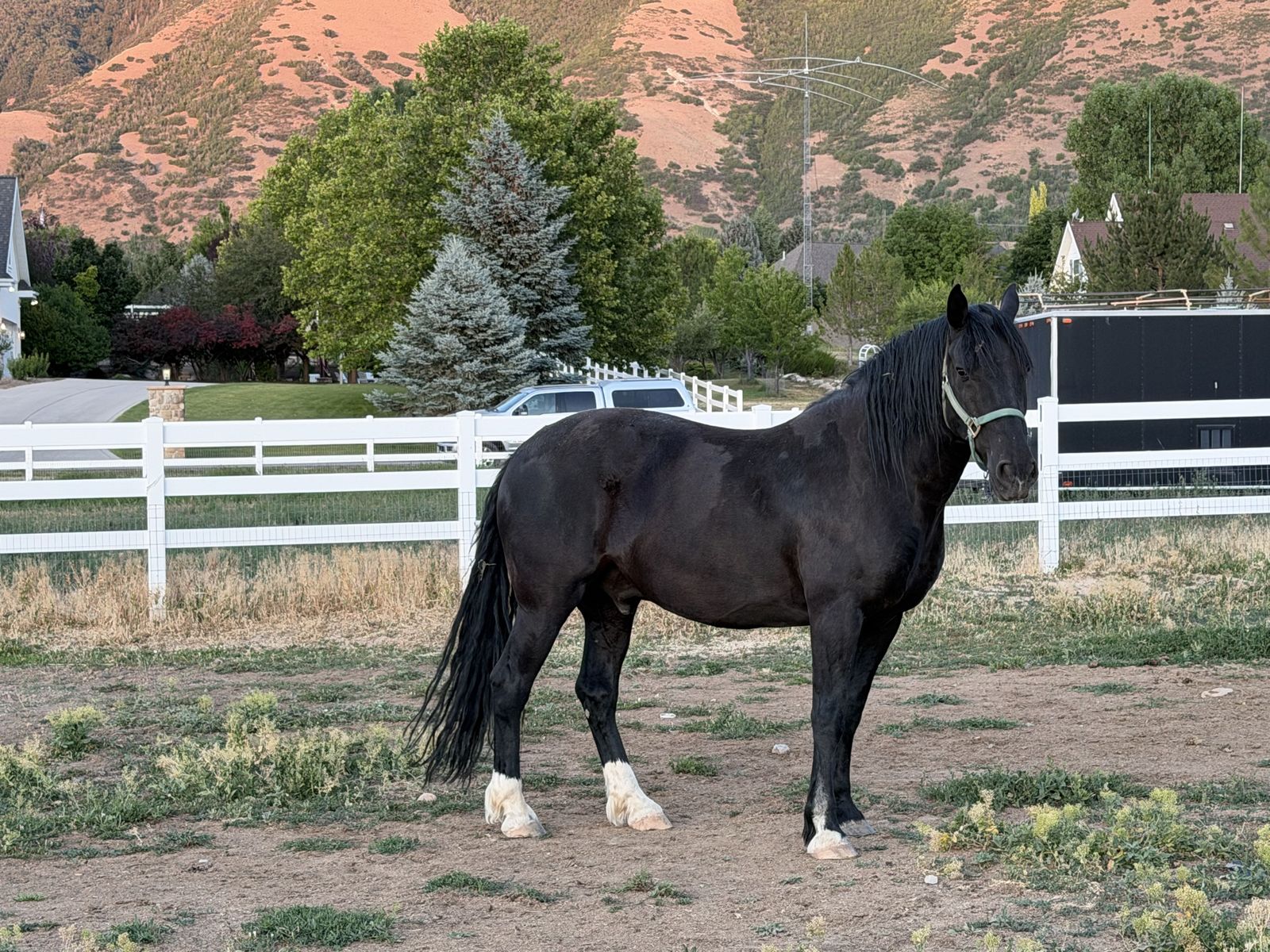 10-Year-Old Black Gelding Mustang - Part Draft, Big & Gentle, Needs Experienced Rider