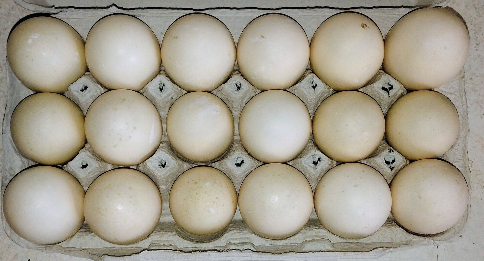 Eggs Free range Nin GMO