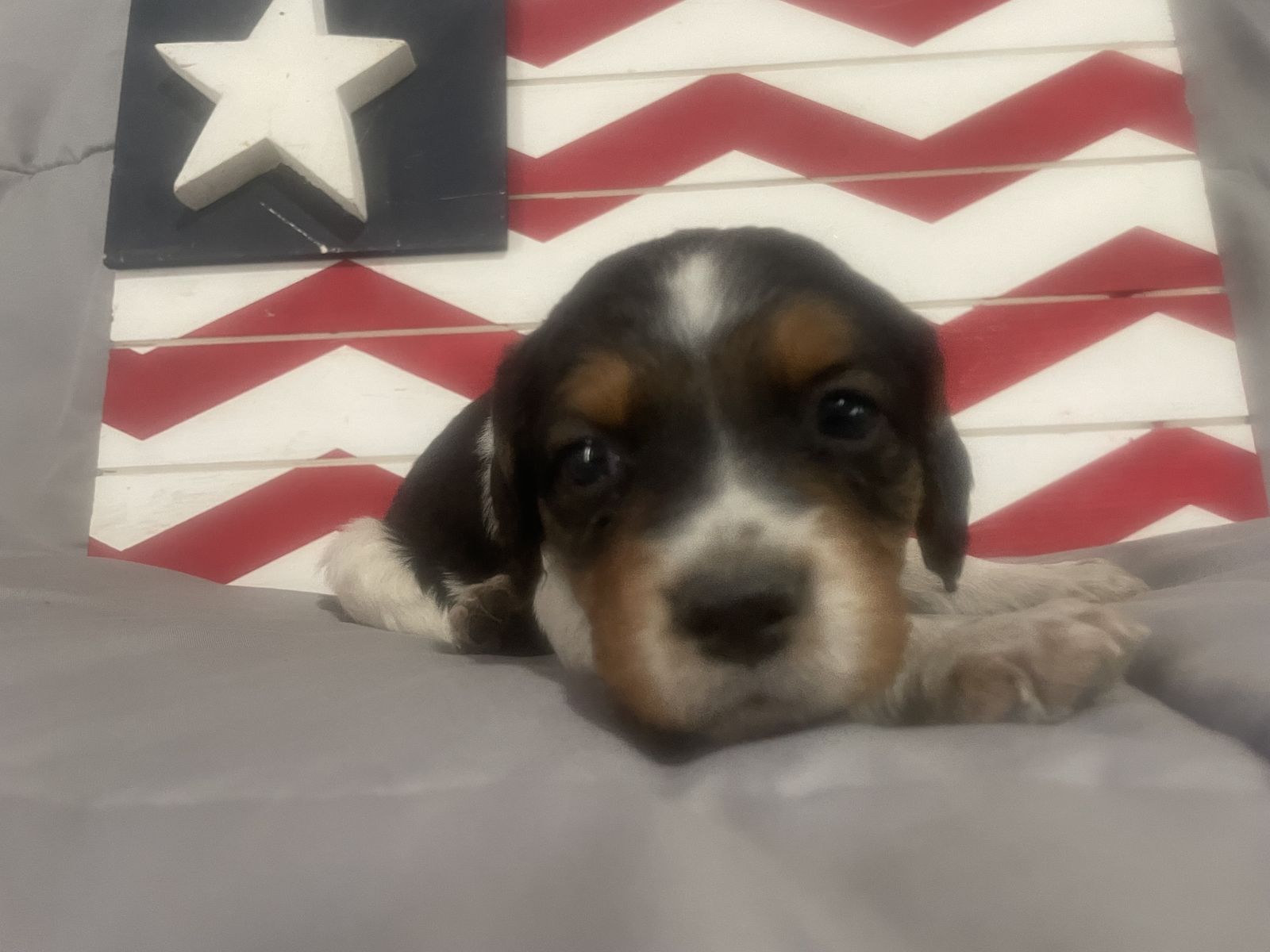 French Brittany puppies
