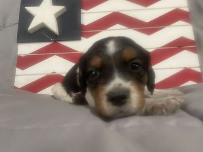 French Brittany puppies