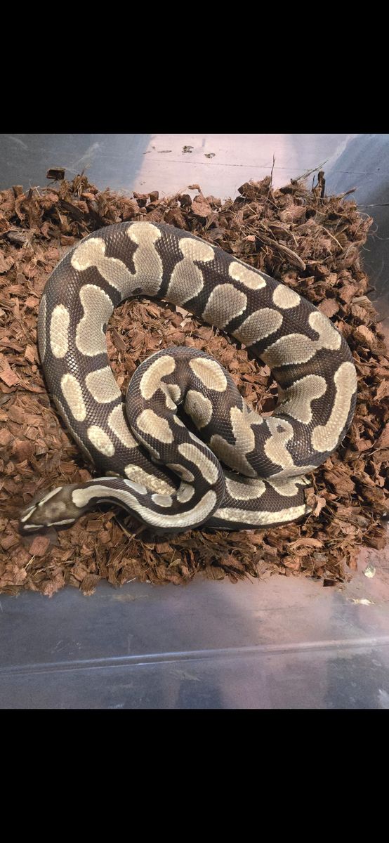 Female Ball Python