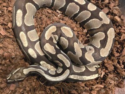 Female Ball Python