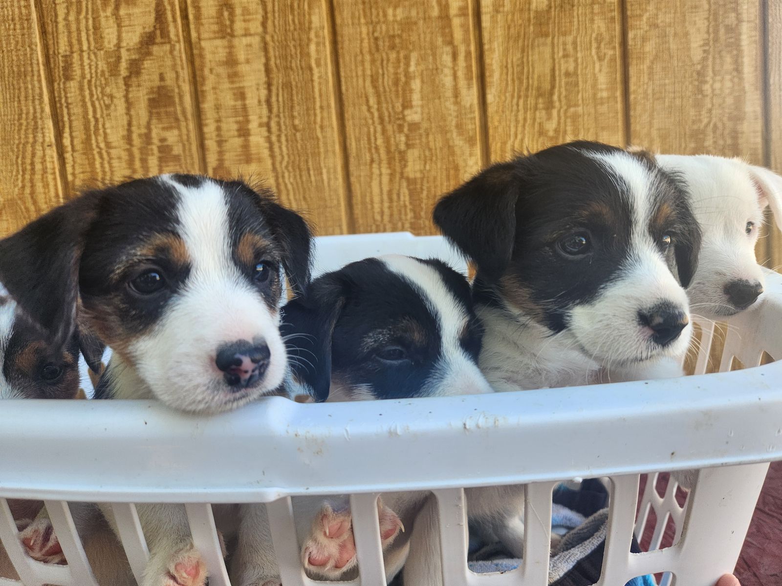 Jack Russell Pups