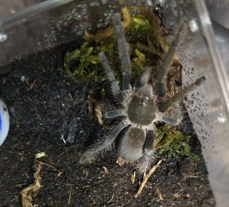 Suspect Male H. gigas Tarantula