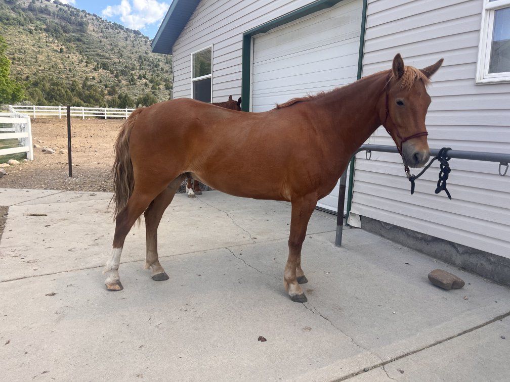 5 Year Old BLM Mustang