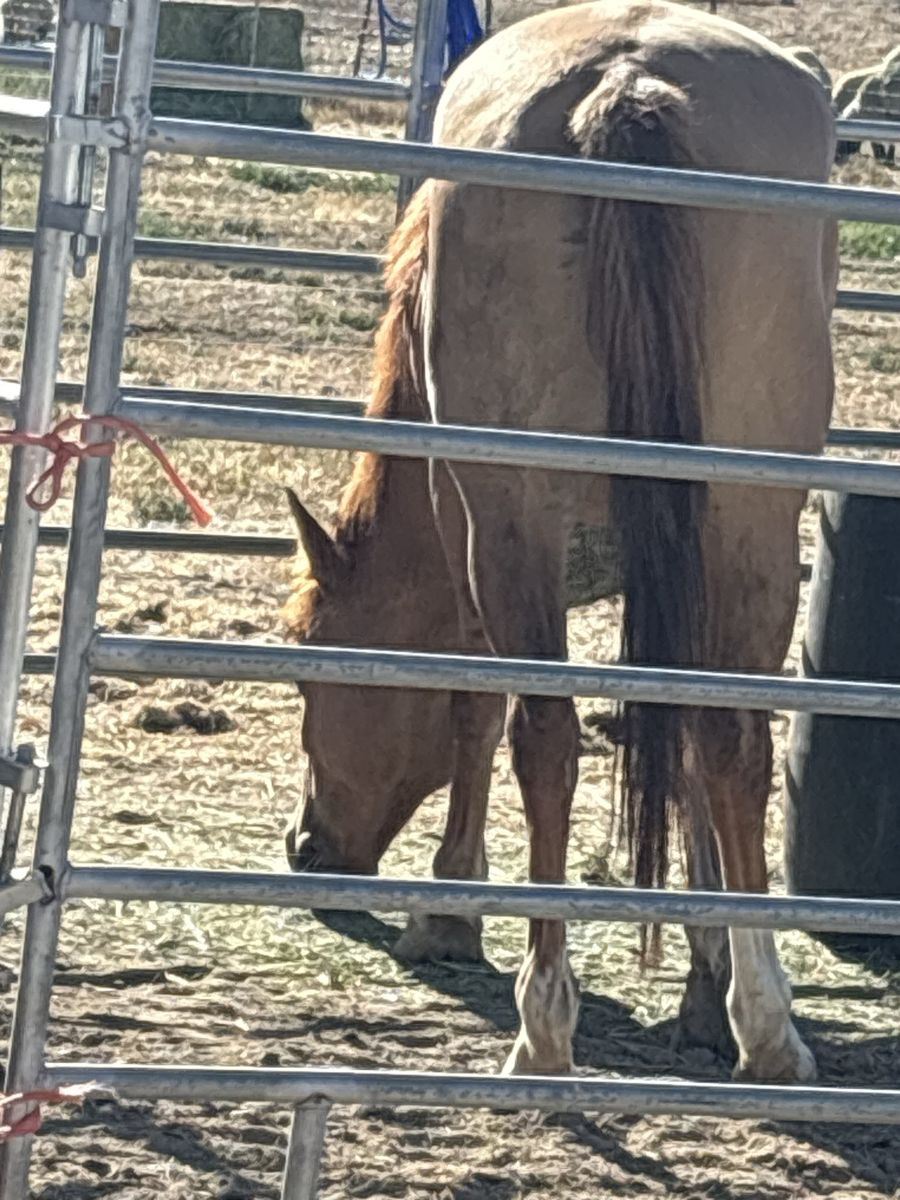 ISO horse job