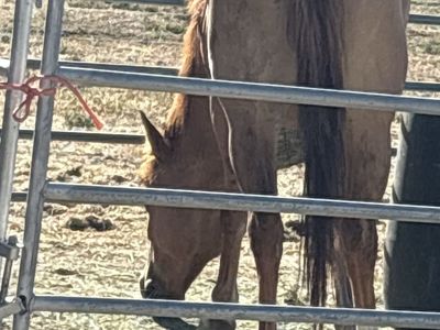 ISO horse job