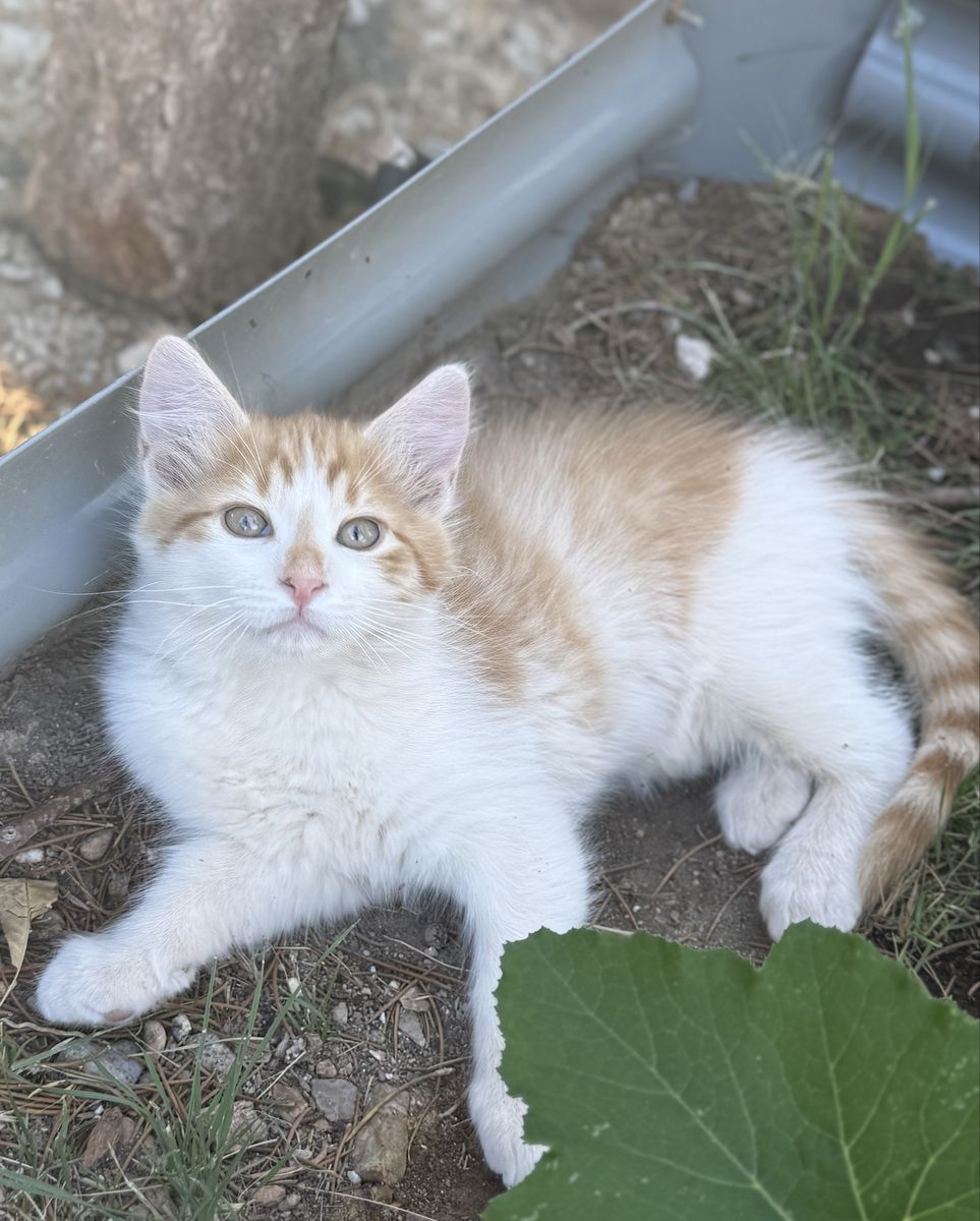 🧡🤍ONLY 2 LEFT!! Long Haired Orange and White Kittens