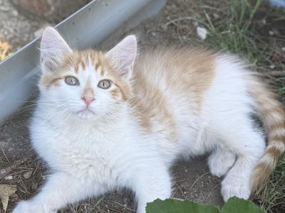 š§”š¤ONLY 2 LEFT!! Long Haired Orange and White Kittens