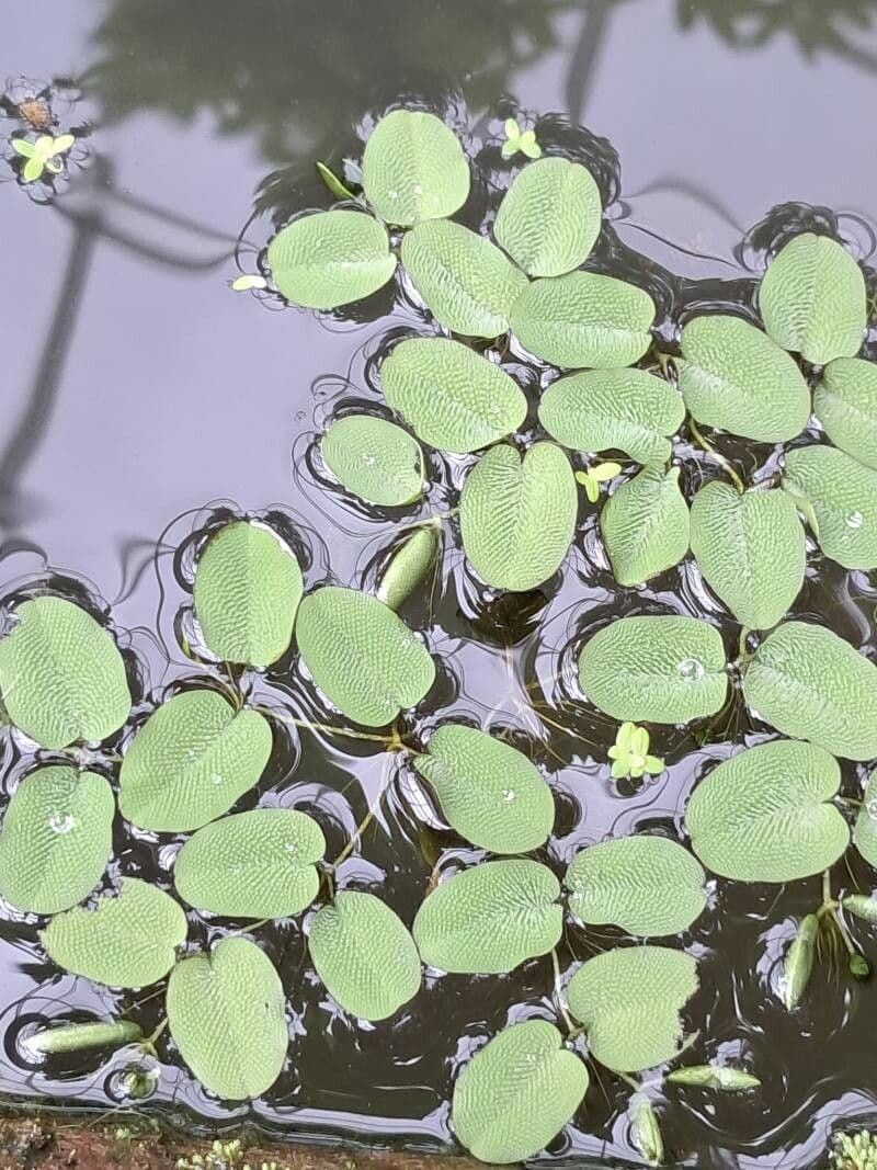Live Water Spangles (Salvinia Minima) Floating Aquarium Plant Portion