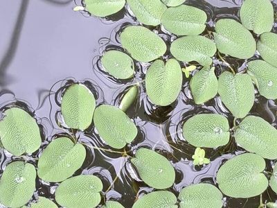 Live Water Spangles (Salvinia Minima) Floating Aquarium Plant Portion