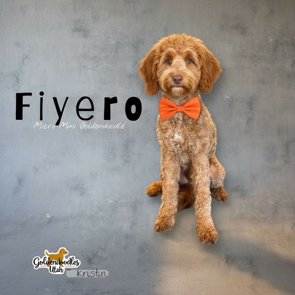 🧸Micro_mini Trained Goldendoodle Golden Doodle