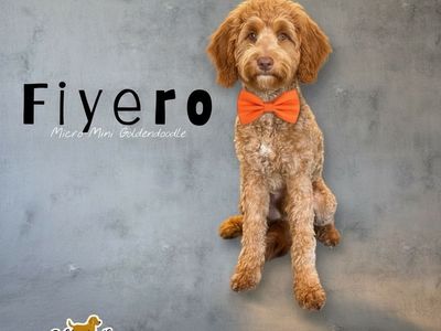 🧸Micro_mini Trained Goldendoodle Golden Doodle