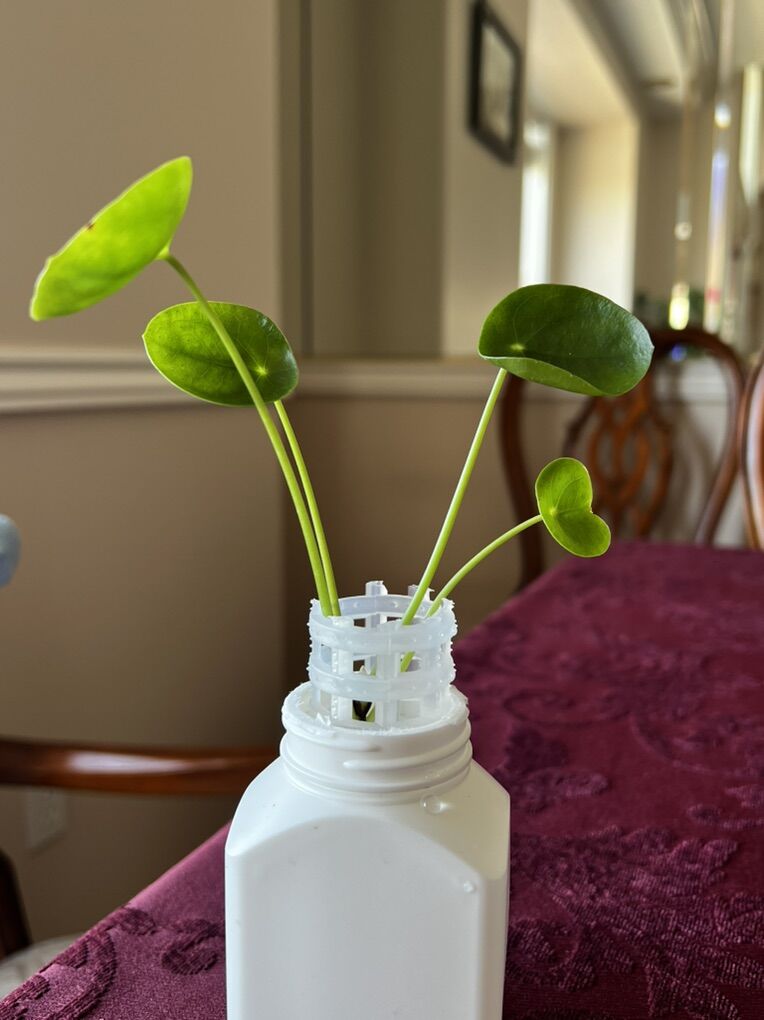 Piles Peperomioides – Chinese Money Plant