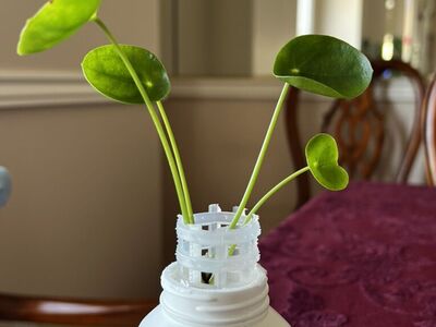 Piles Peperomioides – Chinese Money Plant