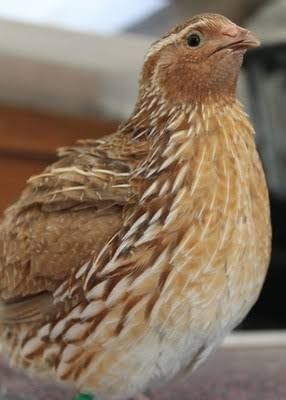 rooster jumbo coturnix quail for meat 