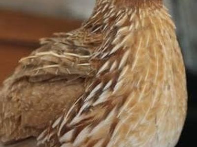 rooster jumbo coturnix quail for meat