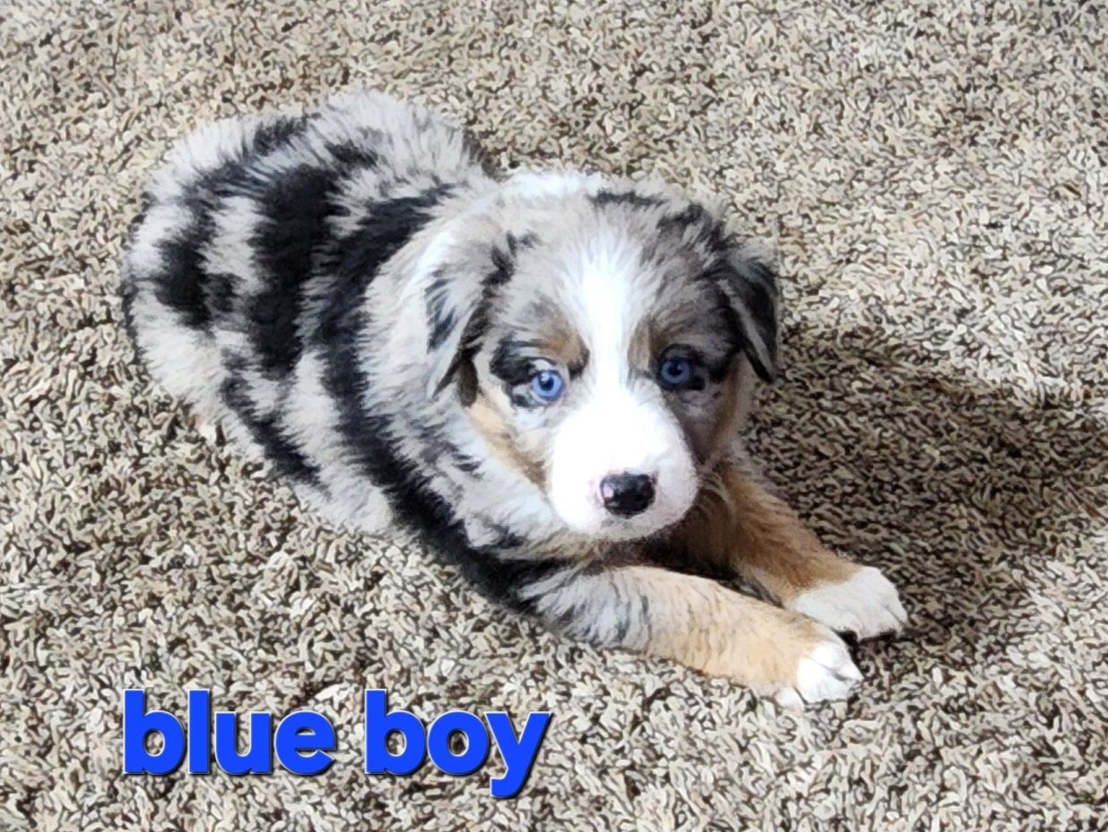 ASDR Registered mini/standard assuie  puppies