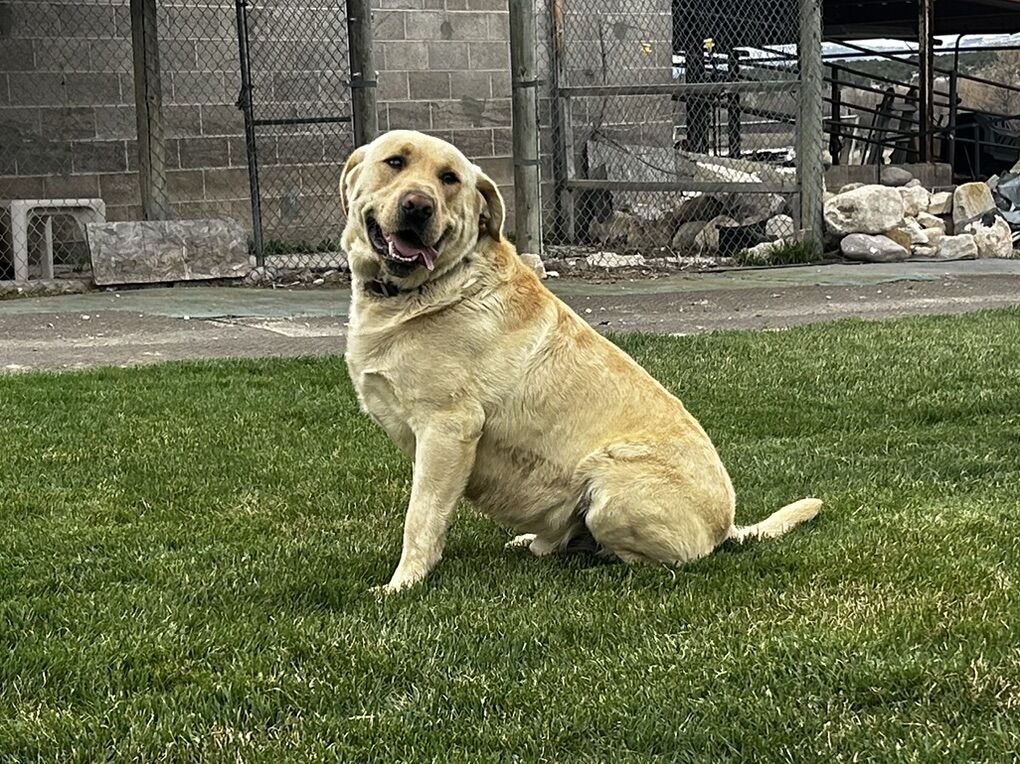 AKC Yellow Labrador Retriever