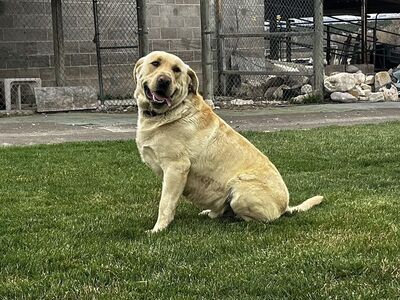 AKC Yellow Labrador Retriever