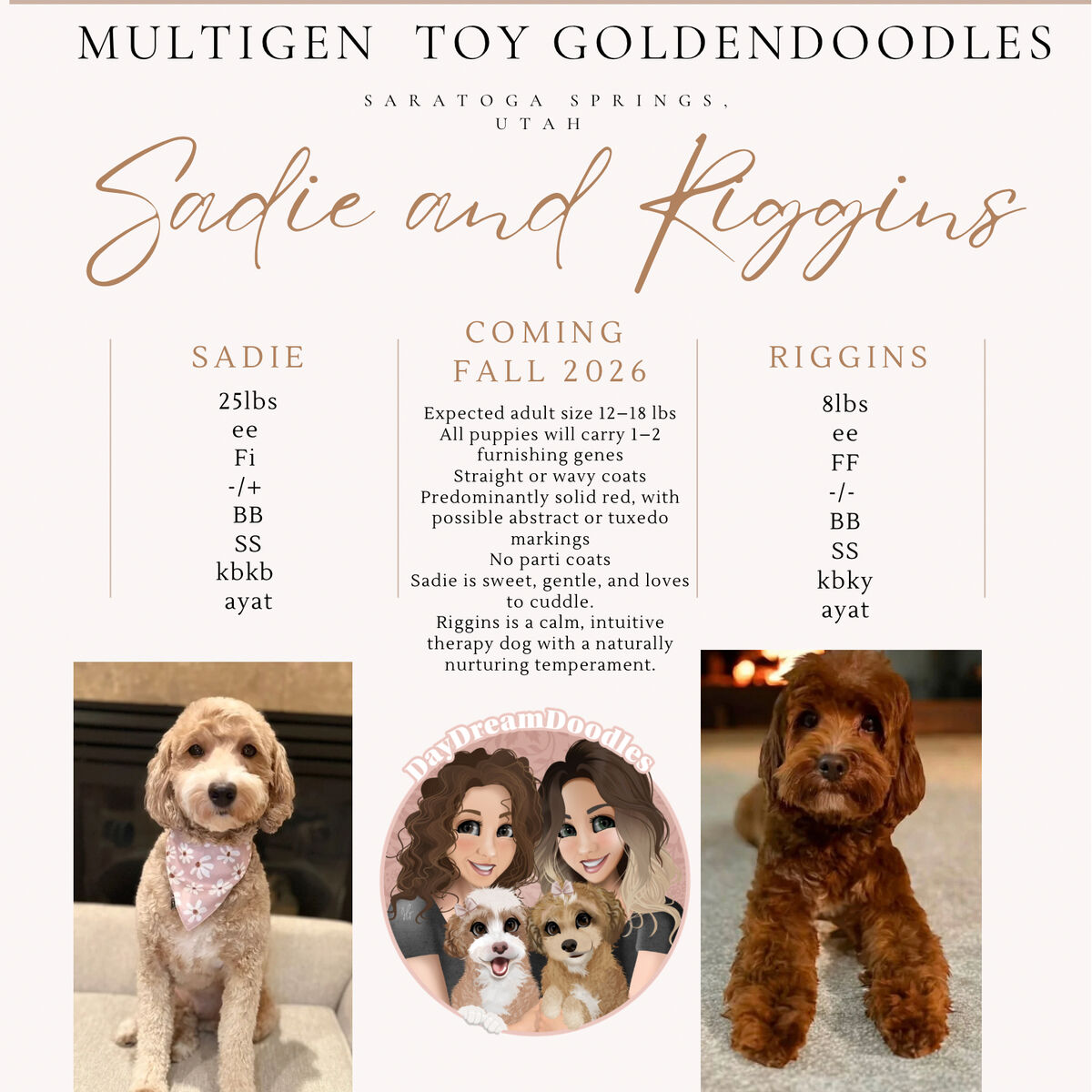 UPCOMING TOY GOLDENDOODLES FALL 2026