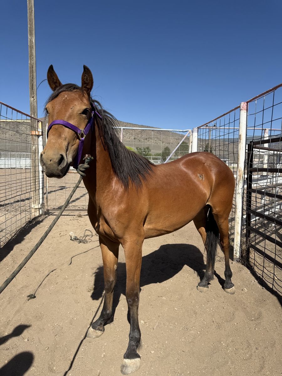 Bay mare