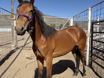 Bay mare