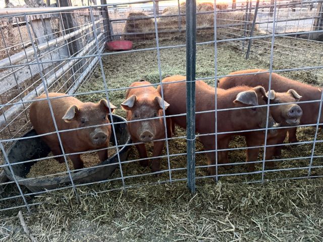 Weaner Pigs