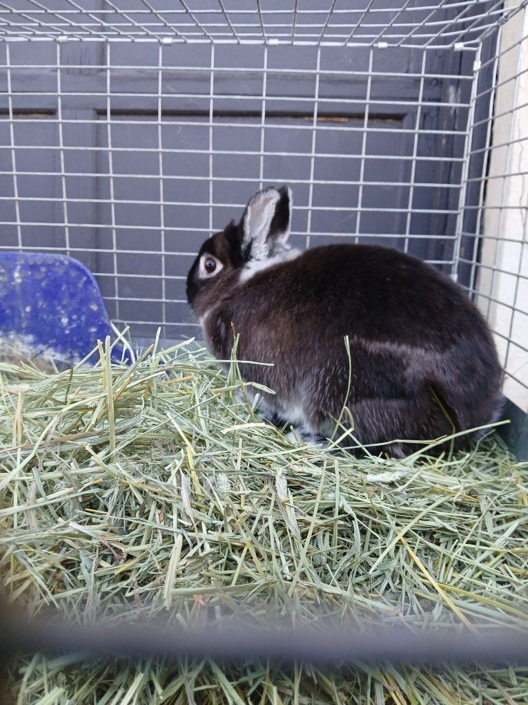 Male Rabbit Bunny with Cage