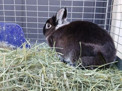 Male Rabbit Bunny with Cage