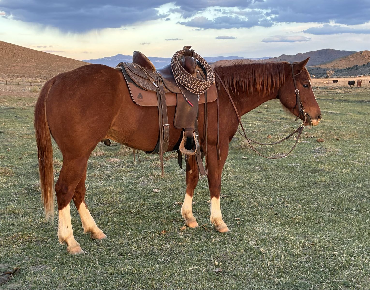 AQHA 2022 Gelding Lot # 39 Shelman Sale