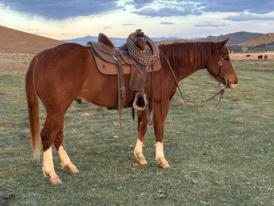AQHA 2022 Gelding Lot # 39 Shelman Sale
