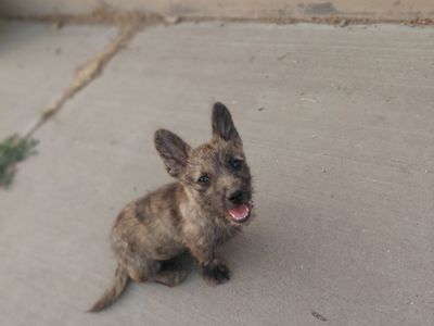 Brindle Corgi/Dutch Shepherd Puppies