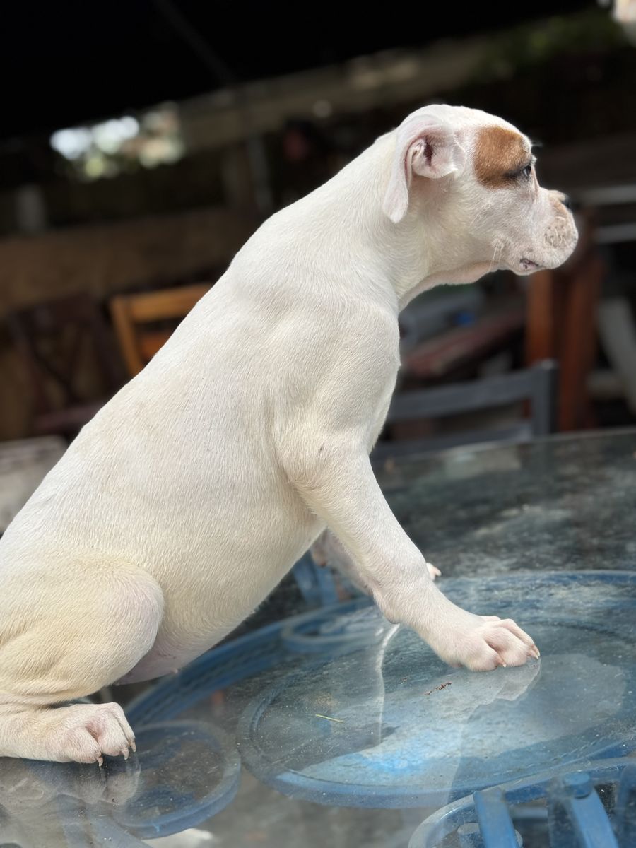 Boxer puppy