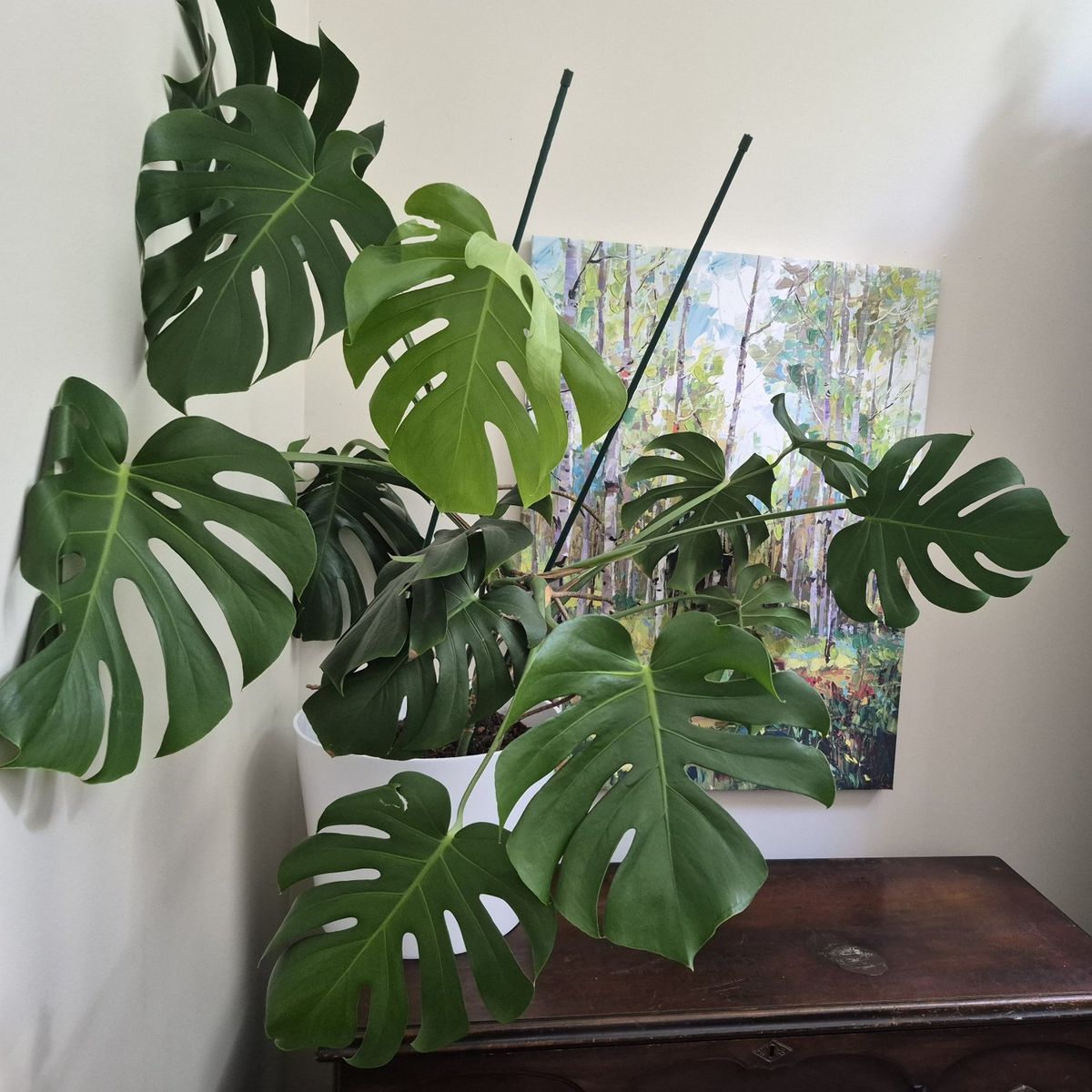 Large Monstera Deliciosa Plant in White Pot - Mature Healthy Houseplant