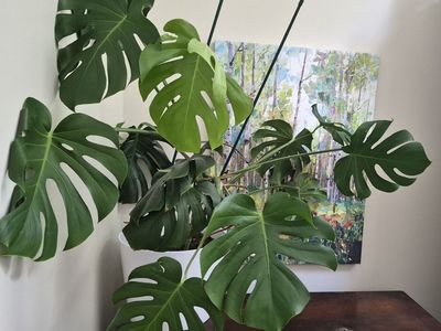 Large Monstera Deliciosa Plant in White Pot - Mature Healthy Houseplant