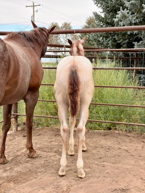 2026 Red Roan Colt — Magneticat × Peptos Lucky Penny