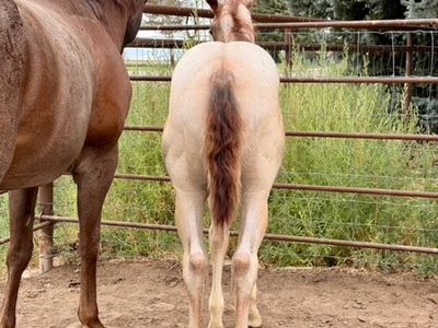 2026 Red Roan Colt — Magneticat × Peptos Lucky Penny