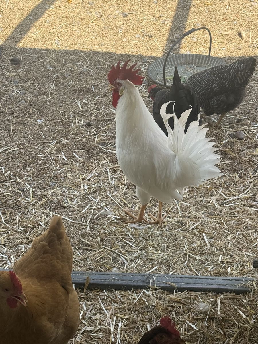 Rooster, White, Livestock