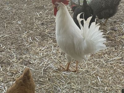 Rooster, White, Livestock