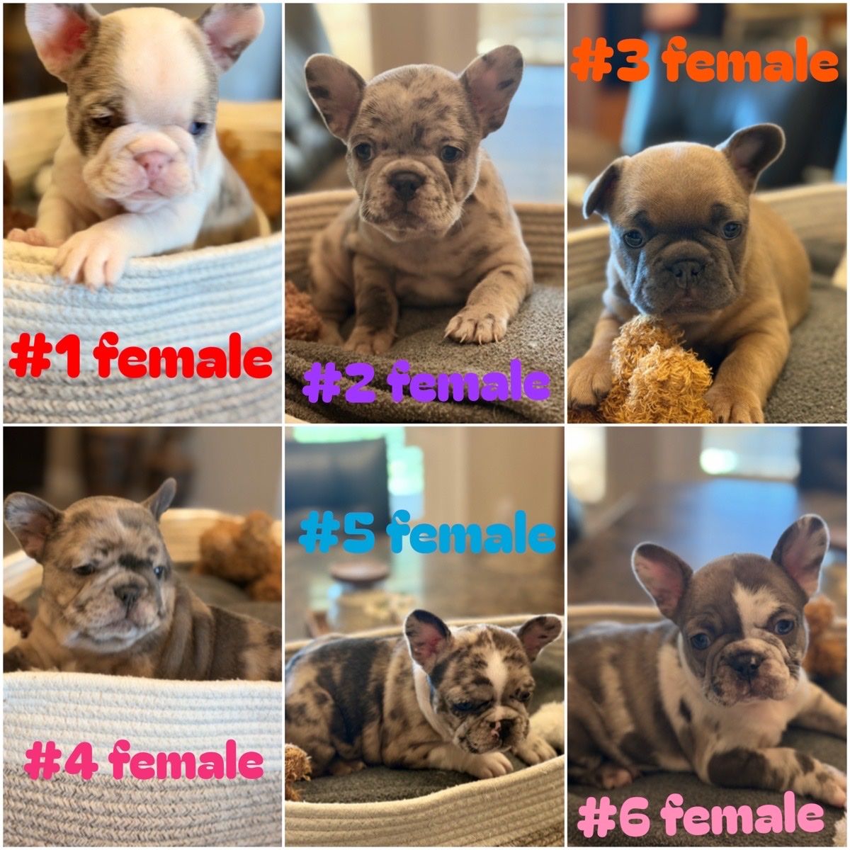 Adorable AKC French Bulldog Puppies - Merle, Brindle, Fawn Colors - Ready for Their Forever Homes