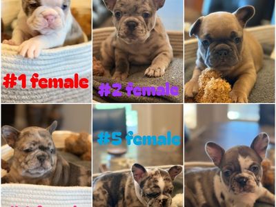 Adorable AKC French Bulldog Puppies - Merle, Brindle, Fawn Colors - Ready for Their Forever Homes