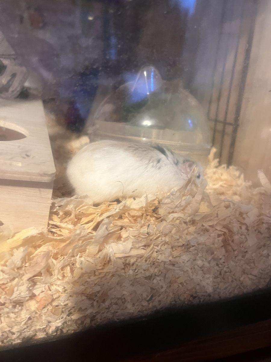 Hamster with cage