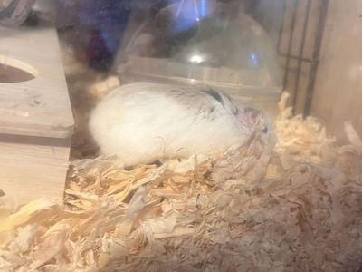 Hamster with cage