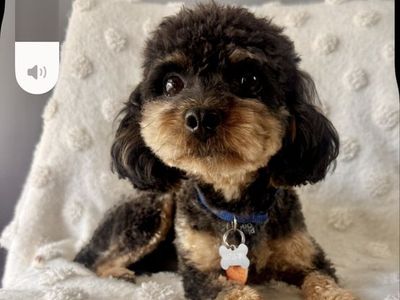 5 lb Toy poodle boy looking for his forever family (no adoption fee the right home)